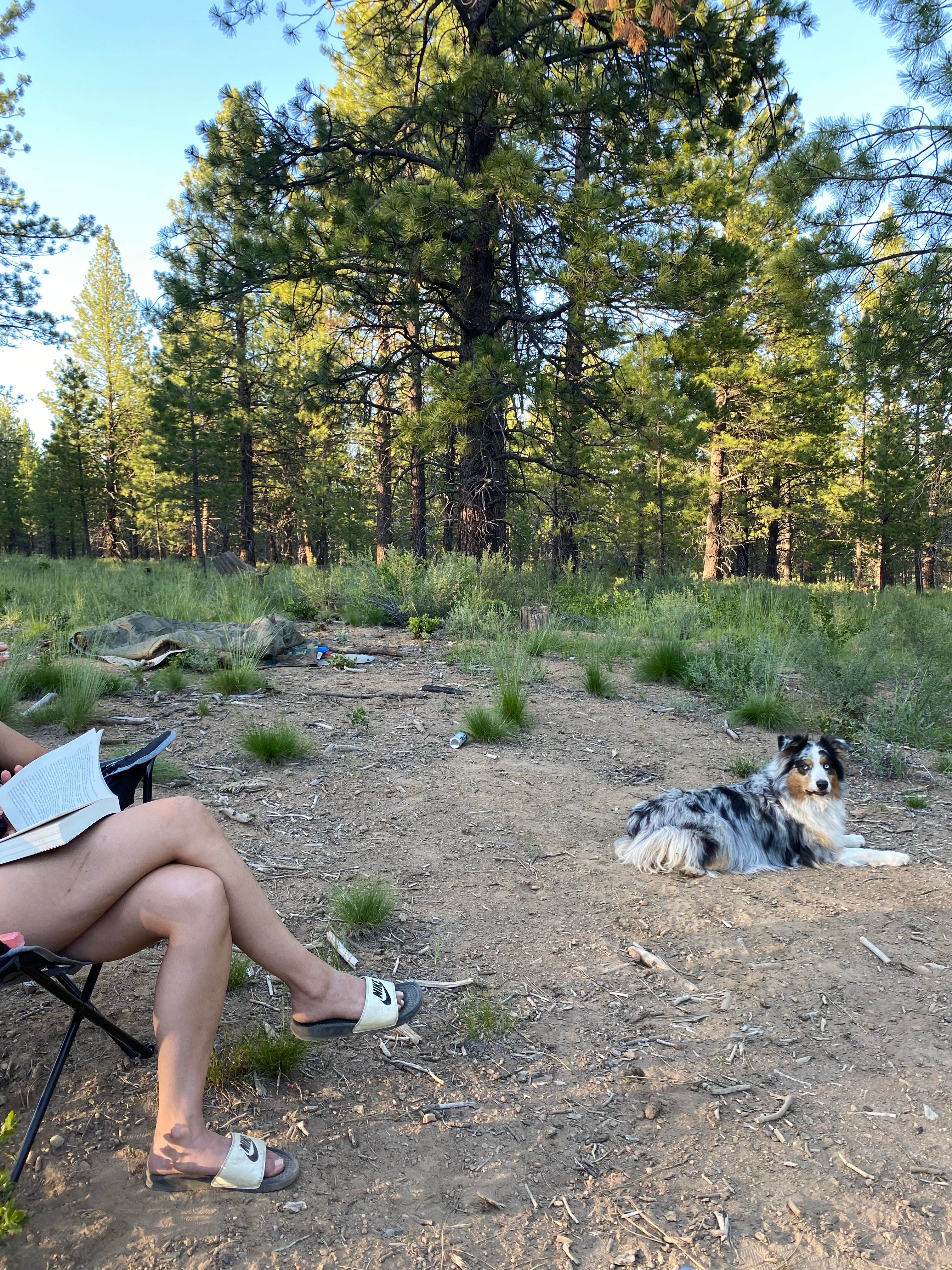 Camper submitted image from Deschutes National Forest Dispersed Camping Spot - PERMANENTLY CLOSED - 5