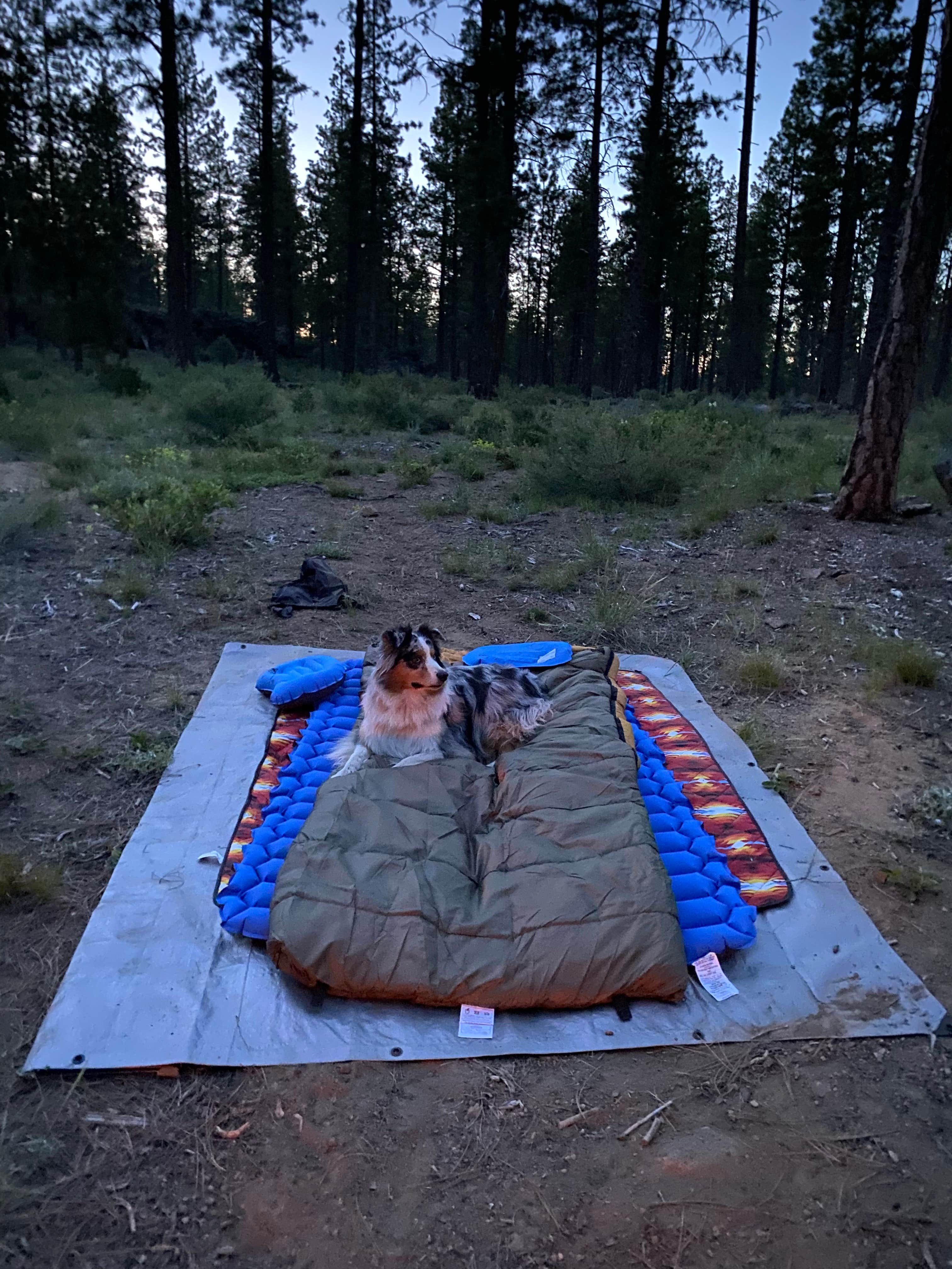 Christopher J.'s photo of a dispersed camping area at Deschutes National Forest Dispersed Camping Spot - PERMANENTLY CLOSED near La Pine, OR