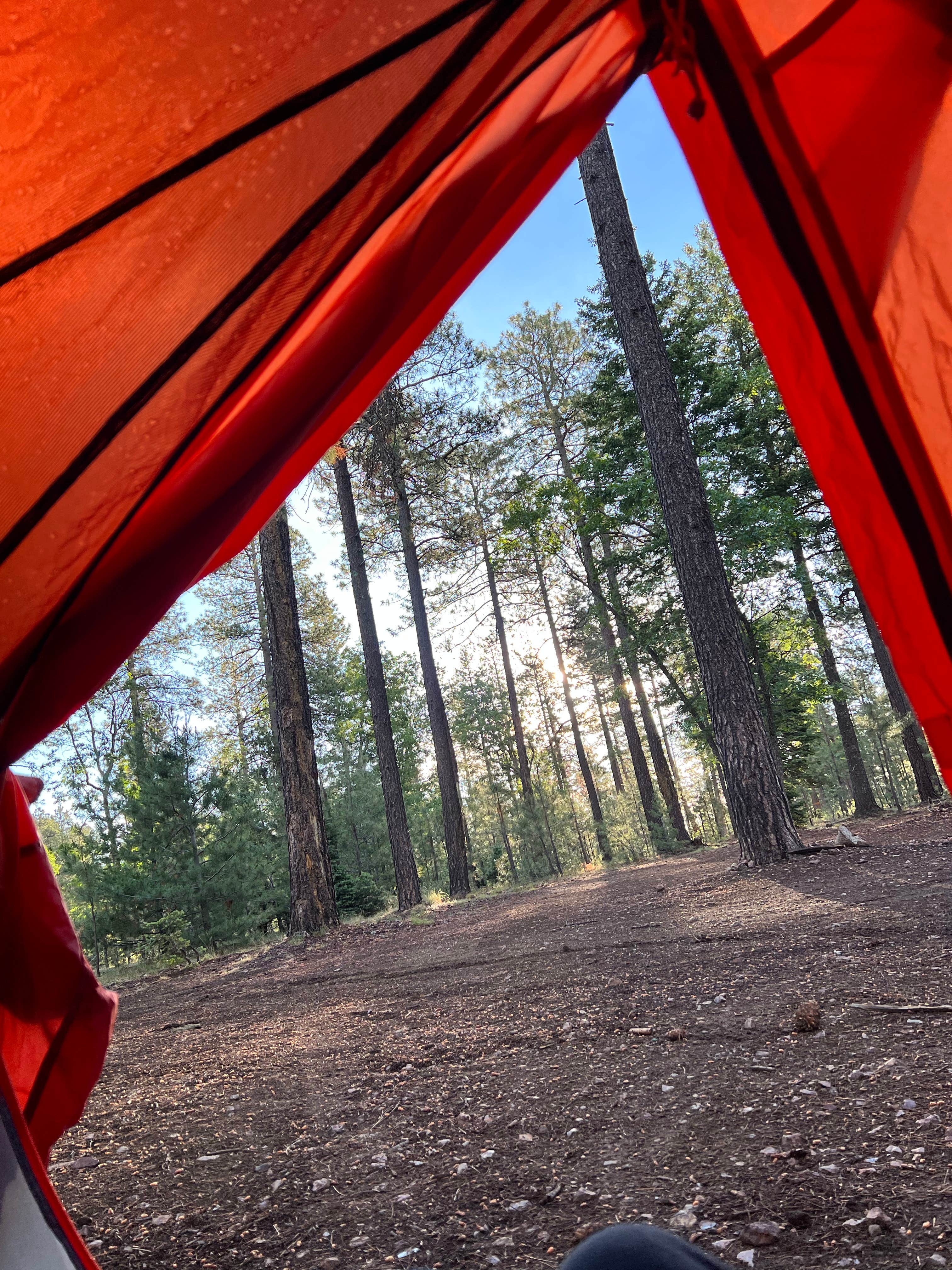 Paige C.'s photo of a dispersed camping area at Bear Willow Road Dispersed Camping near Heber-Overgaard, AZ
