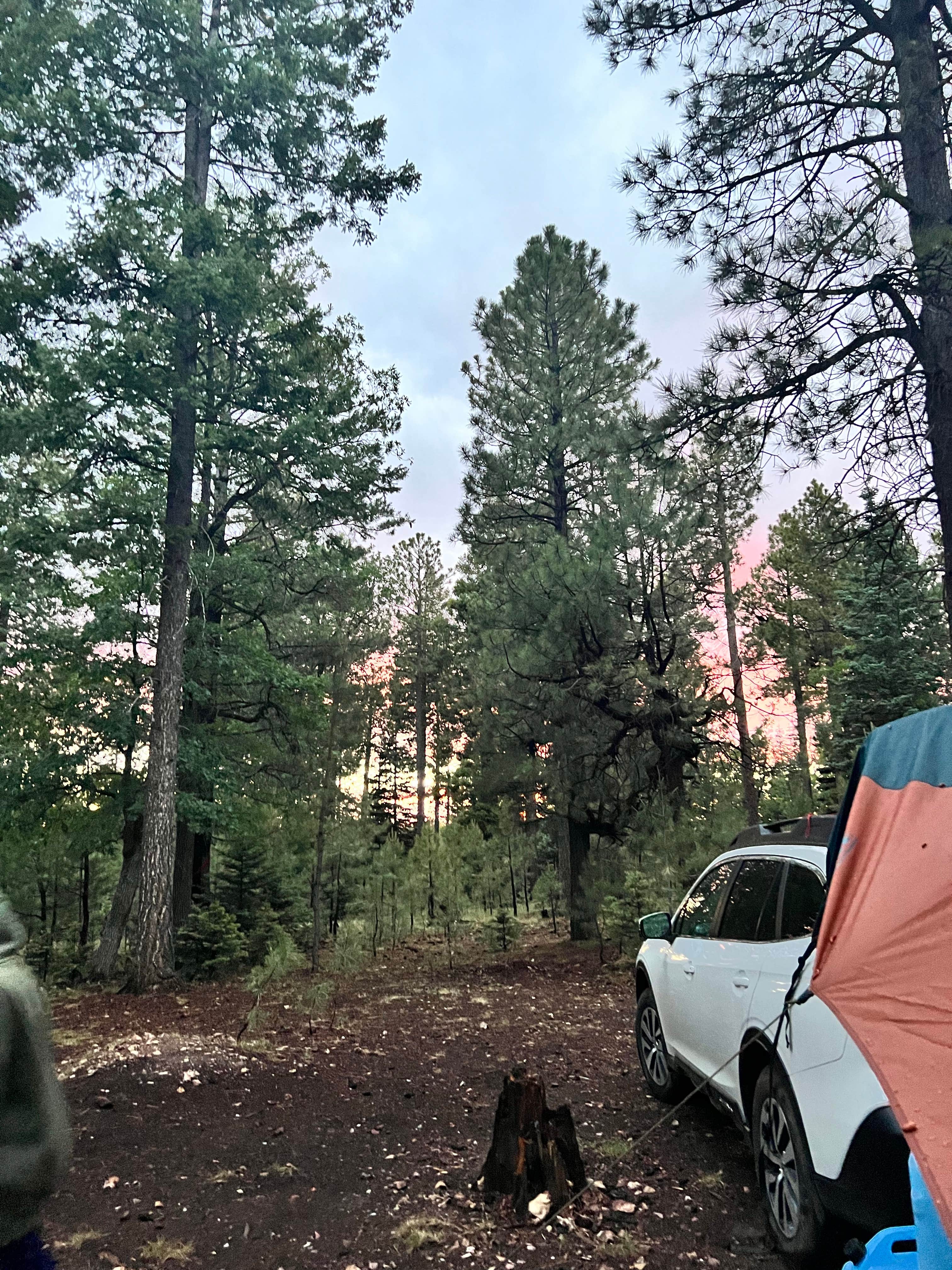 Camper submitted image from Bear Willow Road Dispersed Camping - 3