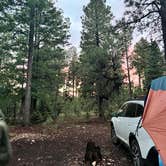 Review photo of Bear Willow Road Dispersed Camping by Paige C., June 28, 2022