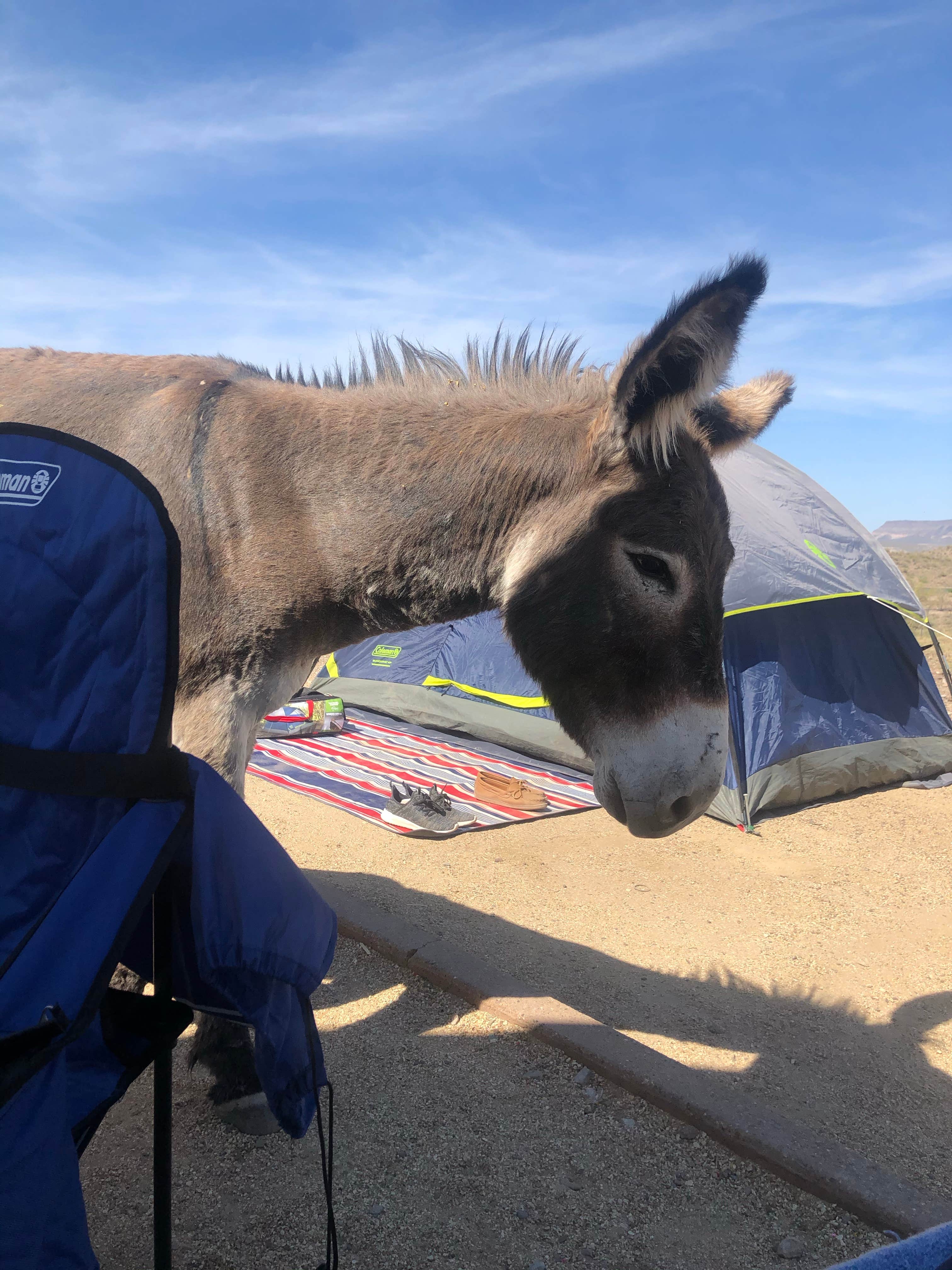 Camper-submitted photo at Roadrunner Campground - Lake Pleasant near Sun City West, AZ