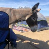 Review photo of Roadrunner Campground - Lake Pleasant by Paige C., June 28, 2022