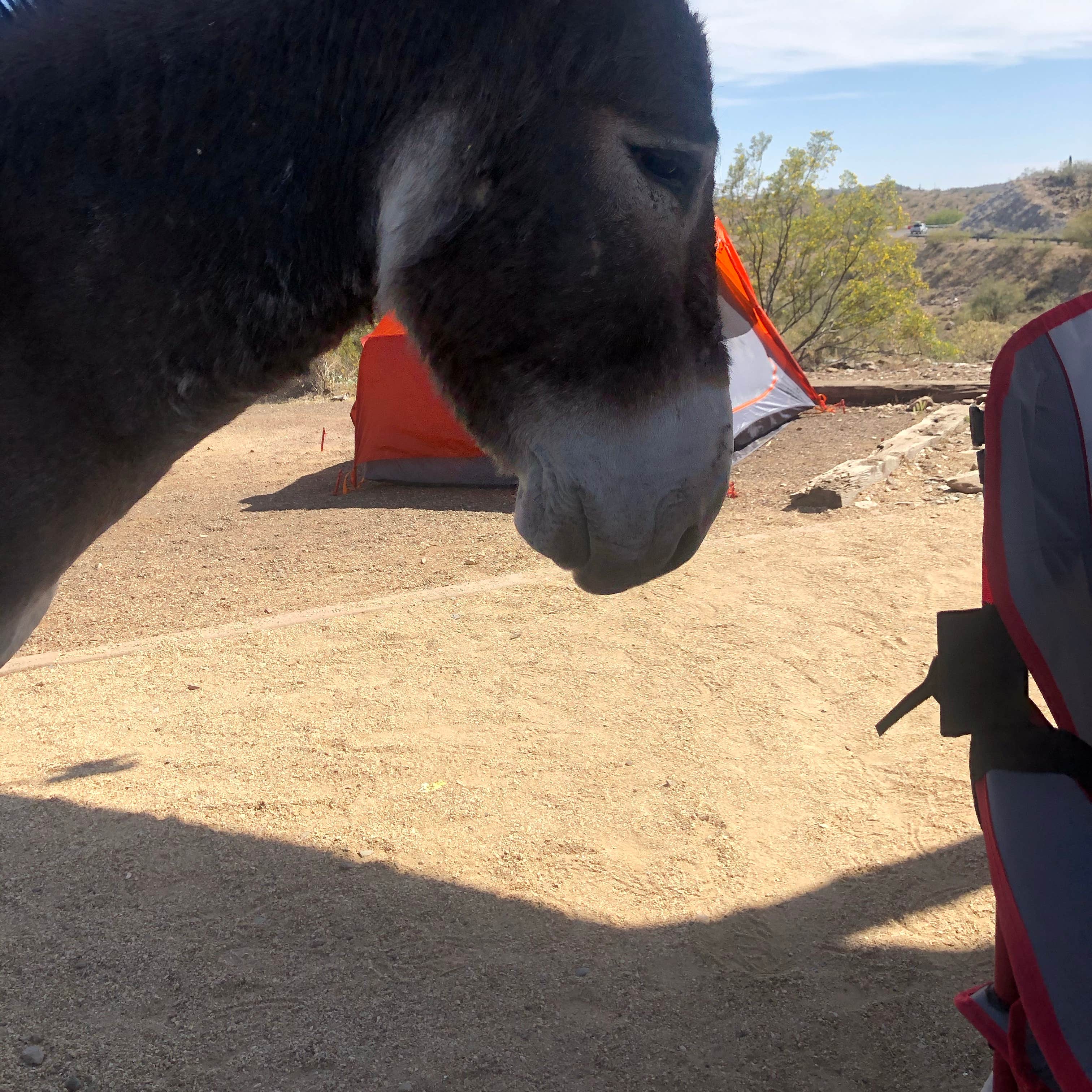 Roadrunner Campground Lake Pleasant Camping The Dyrt