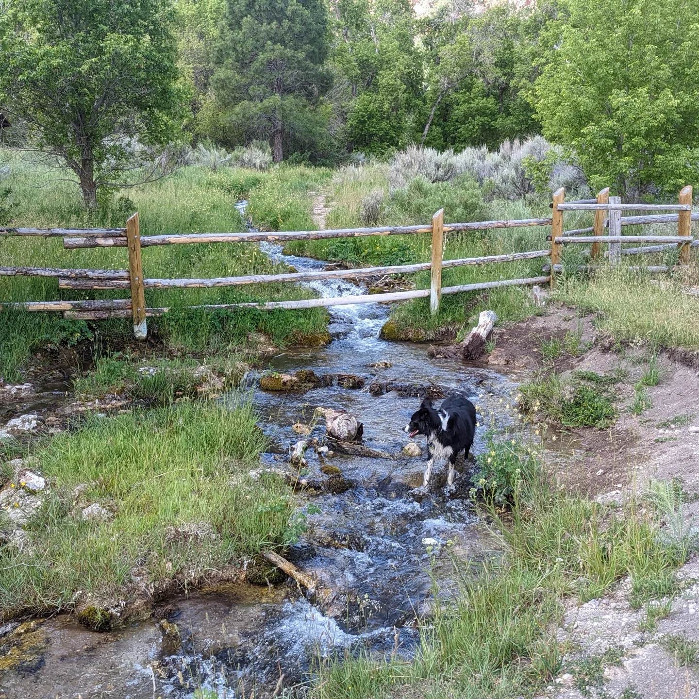 Corey H.'s photo of camping with pets at Maple Grove near Manti, UT