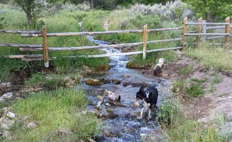 Corey H.'s photo of camping with pets at Maple Grove near Cove, UT