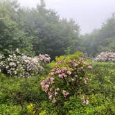 Review photo of Ricketts Glen State Park Campground by Aida K., June 28, 2022