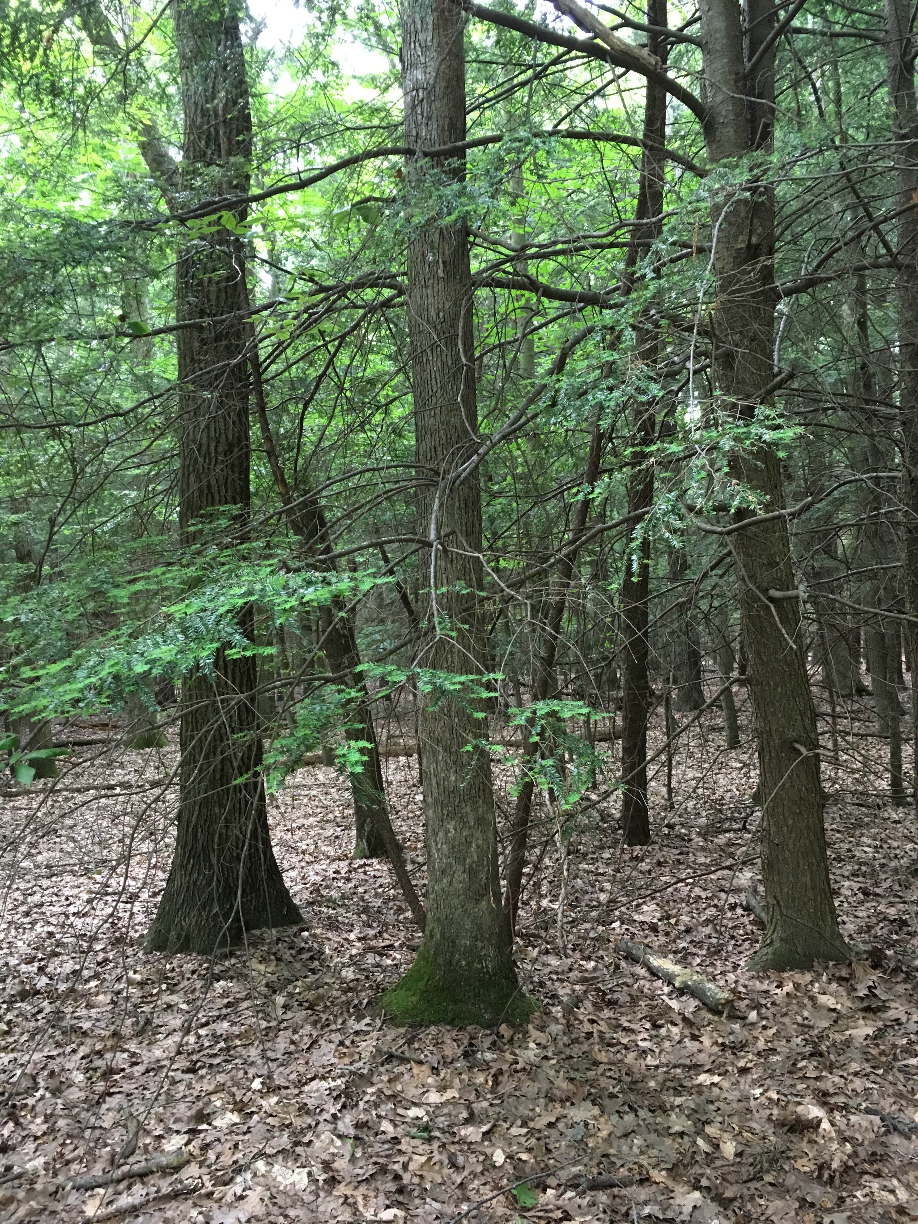 Camper submitted image from Muskegon County Pioneer County Park - 2