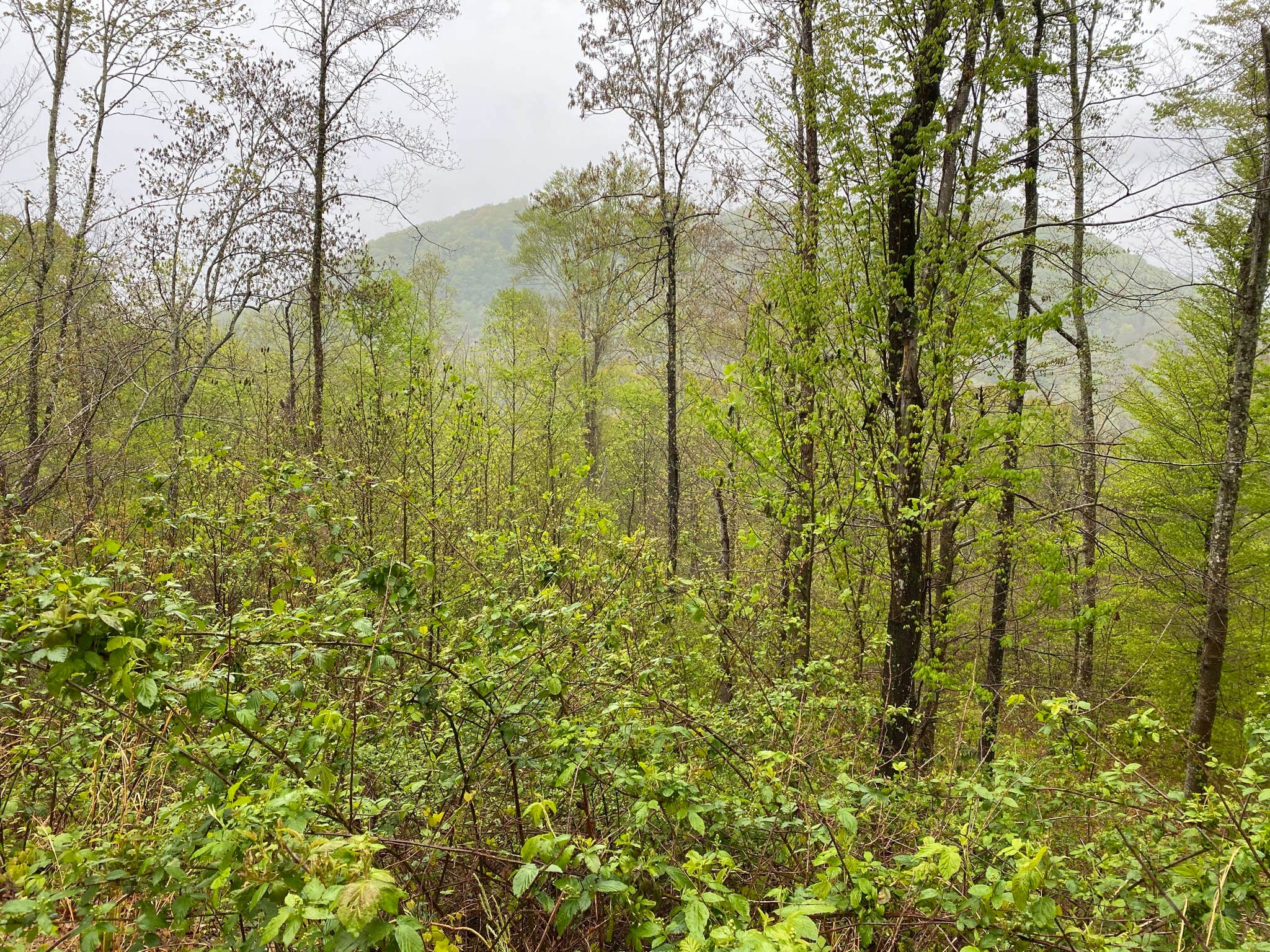 Camper-submitted photo at Windrock Ridge Campground near Clinton, TN