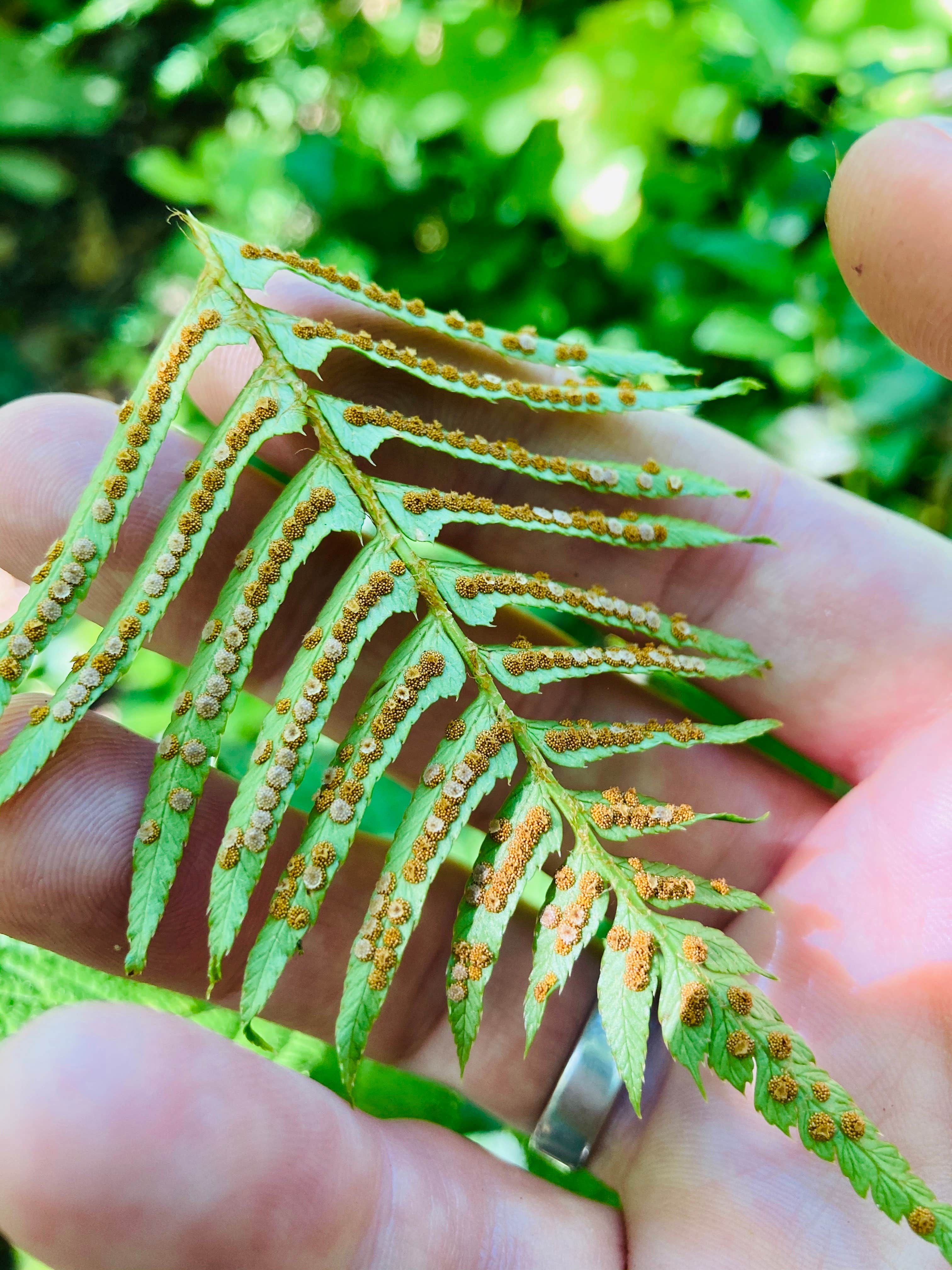 Camper-submitted photo at Dry Lake Horse Camp near Newport, OR