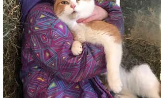 Name's photo of camping with pets at Howell Cattle Company Retreat near Manchester, OH
