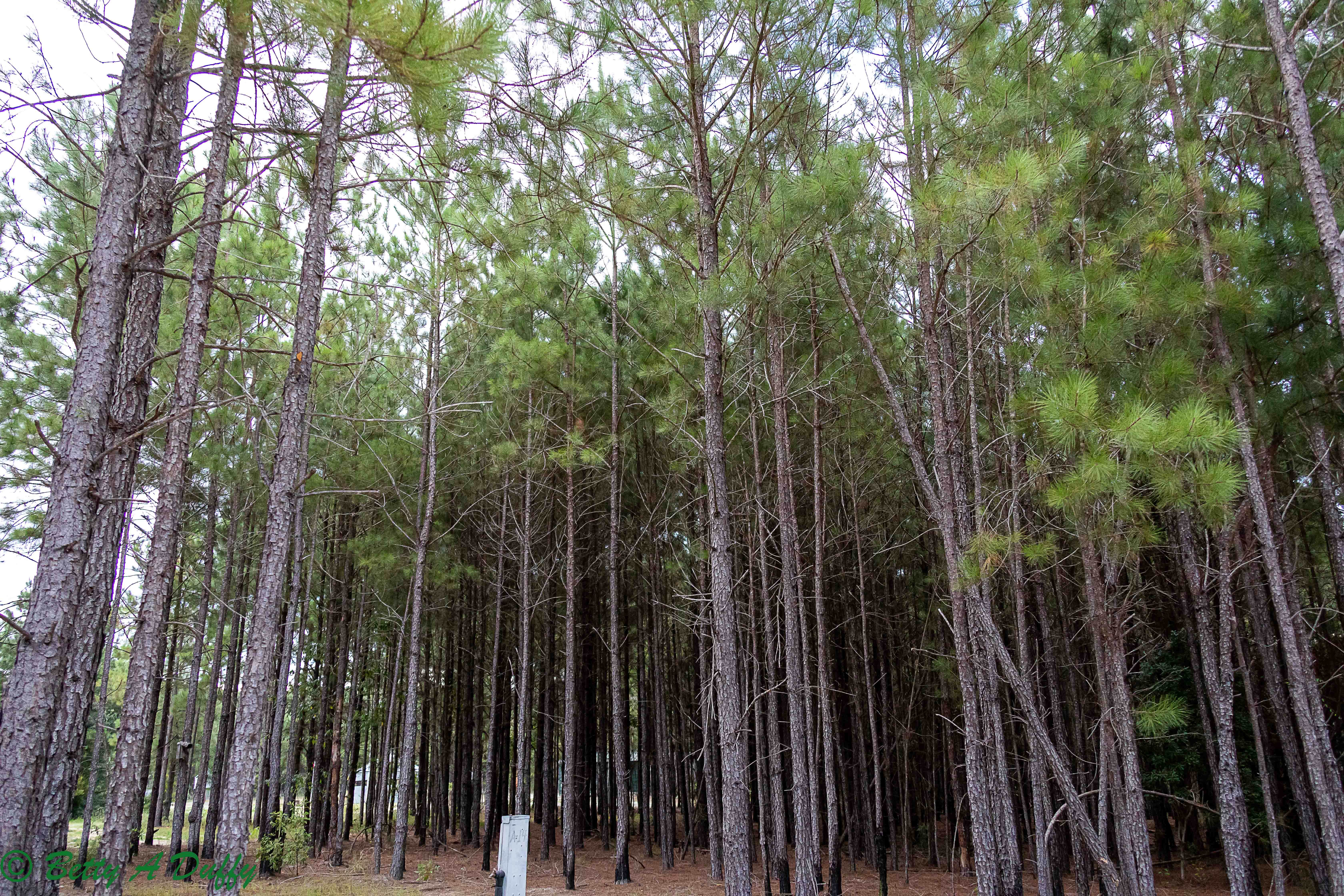 Camper-submitted photo at Camp South RV Park near Rincon, GA