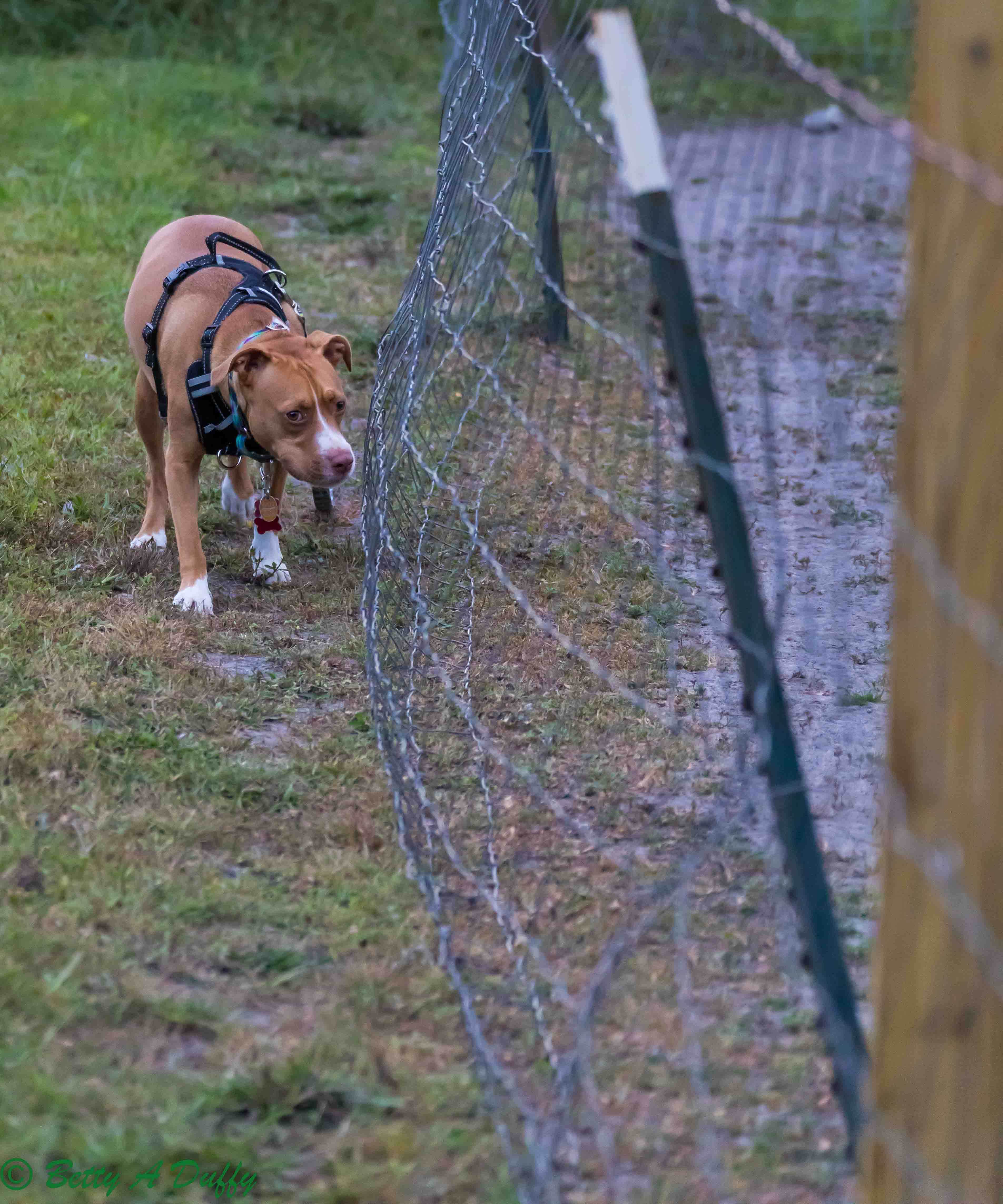 Betty D.'s photo of camping with pets at Camp South RV Park near Pooler, GA