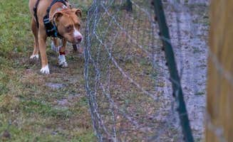 Betty D.'s photo of camping with pets at Camp South RV Park near Pooler, GA