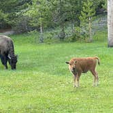 Review photo of Bridge Bay Campground — Yellowstone National Park by LoneCamper C., June 26, 2022