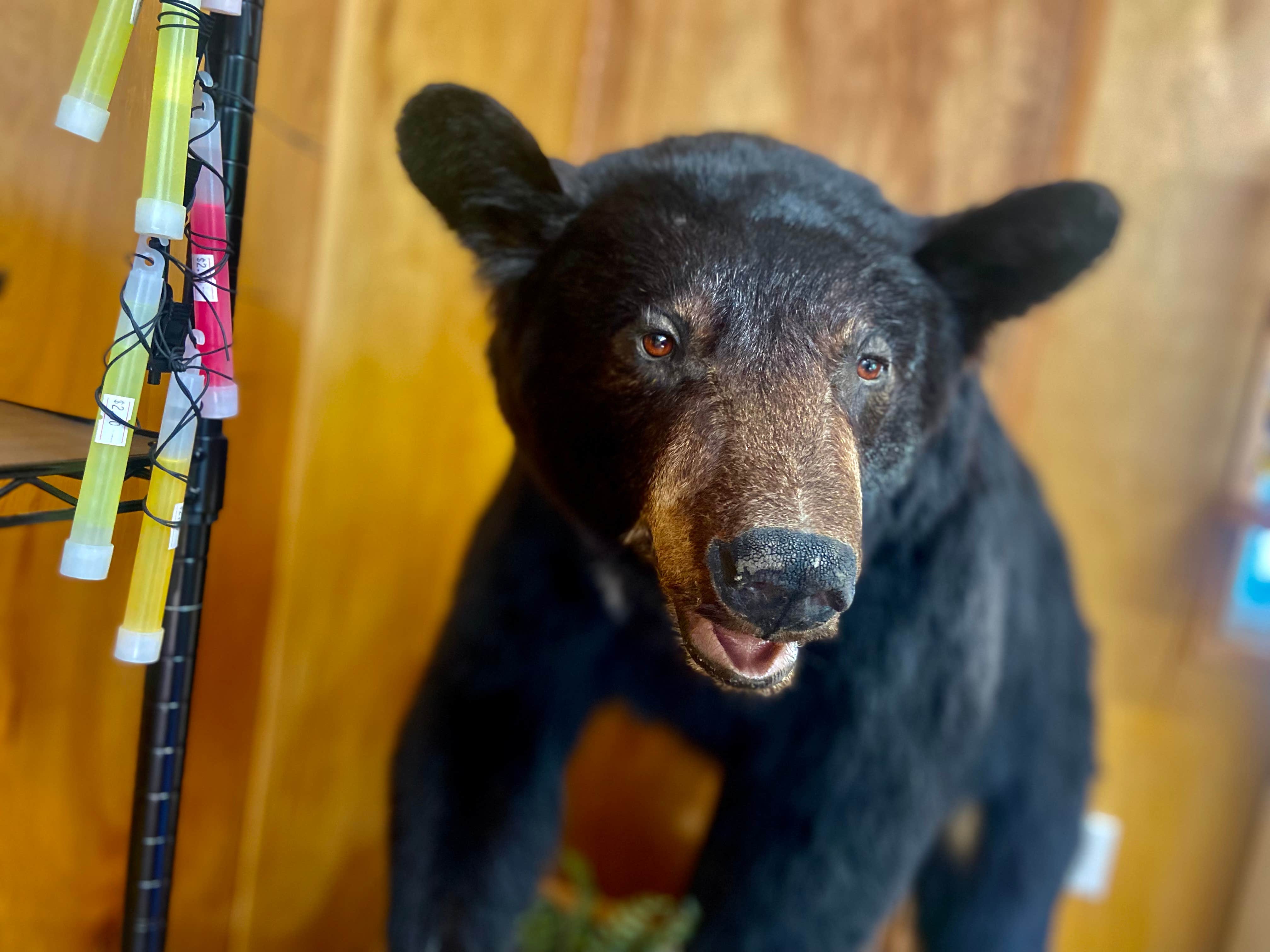 Camper-submitted photo at Riverbend Campground near Orting, WA