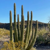 Review photo of Twin Peaks Campground - Organ Pipe Cactus Nat Monument by LoneCamper C., June 29, 2022
