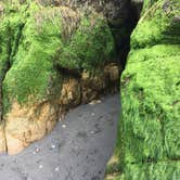 Review photo of Harris Beach State Park Campground by Kelly N., July 17, 2018