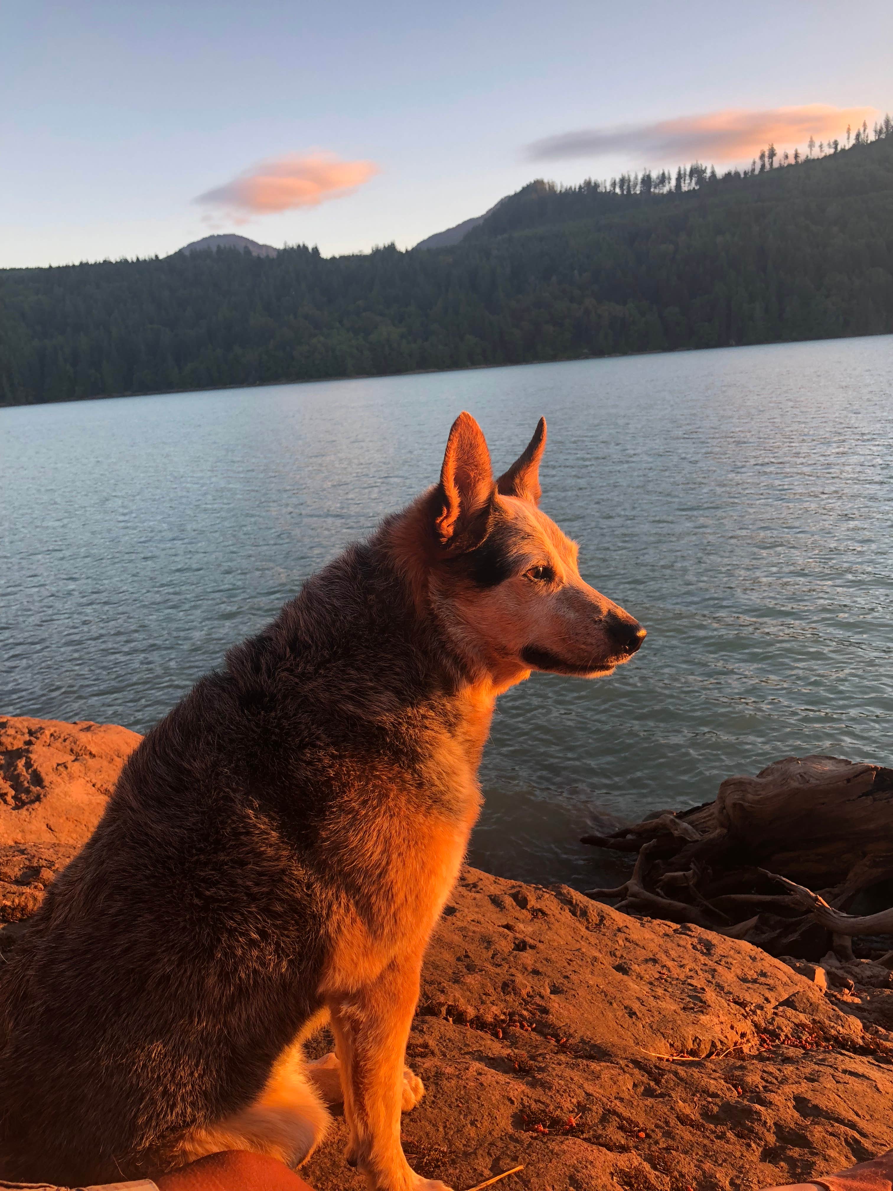 Corey C.'s photo of camping with pets at Alder Lake Park near Yelm, WA