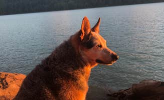 Corey C.'s photo of camping with pets at Alder Lake Park in Washington
