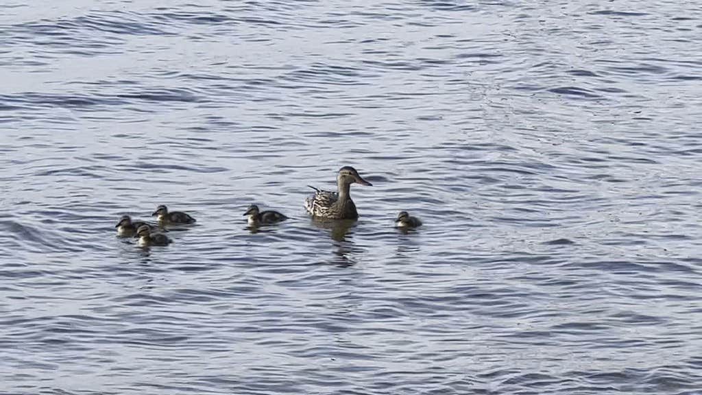 Camper-submitted photo at Cabin O' Pines Resort near Crane Lake, MN