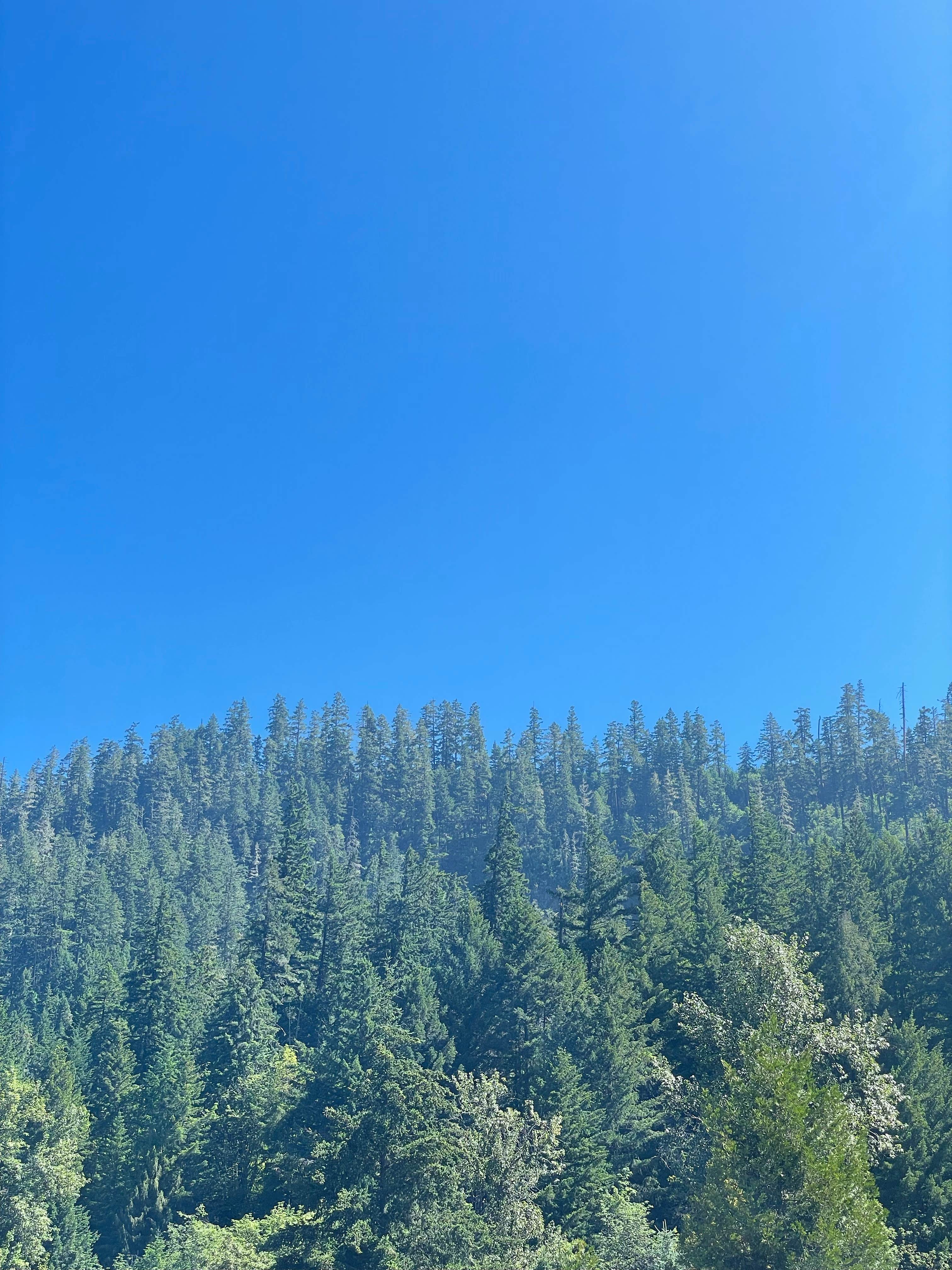 Camper-submitted photo at Casey's Riverside RV resort near Oakridge, OR