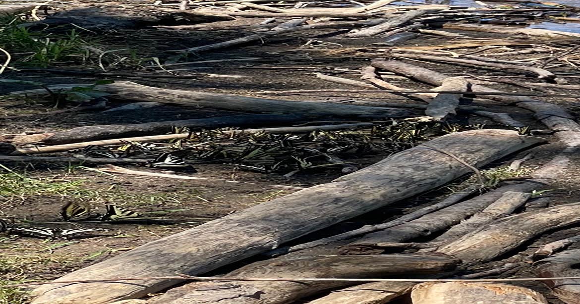 Casey's Riverside RV resort Westfir, OR