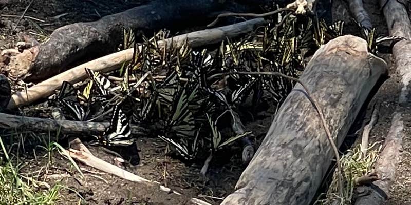 Camper submitted image from Casey's Riverside RV resort