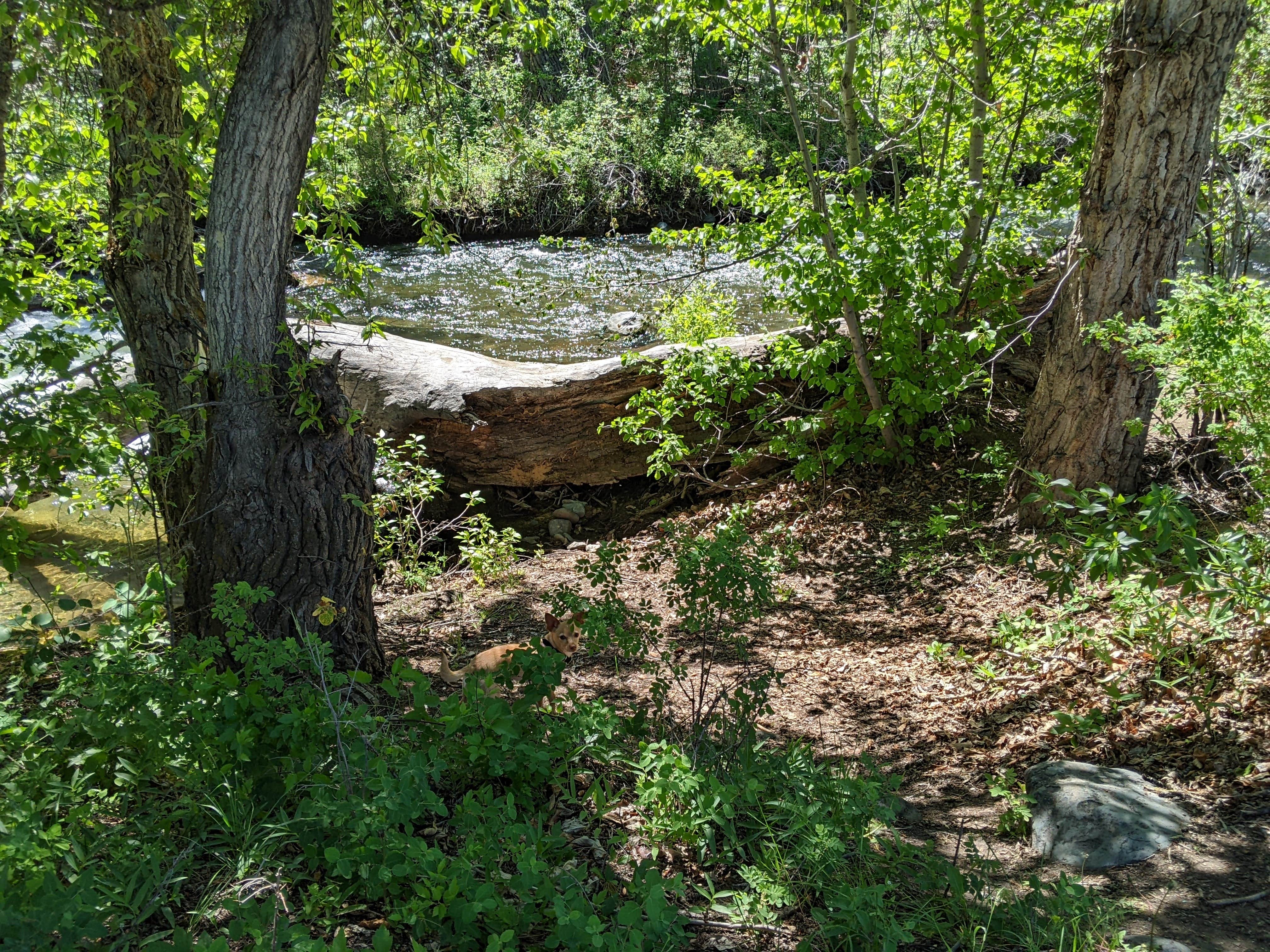 Camper-submitted photo at Crow Creek Campground near Radersburg, MT