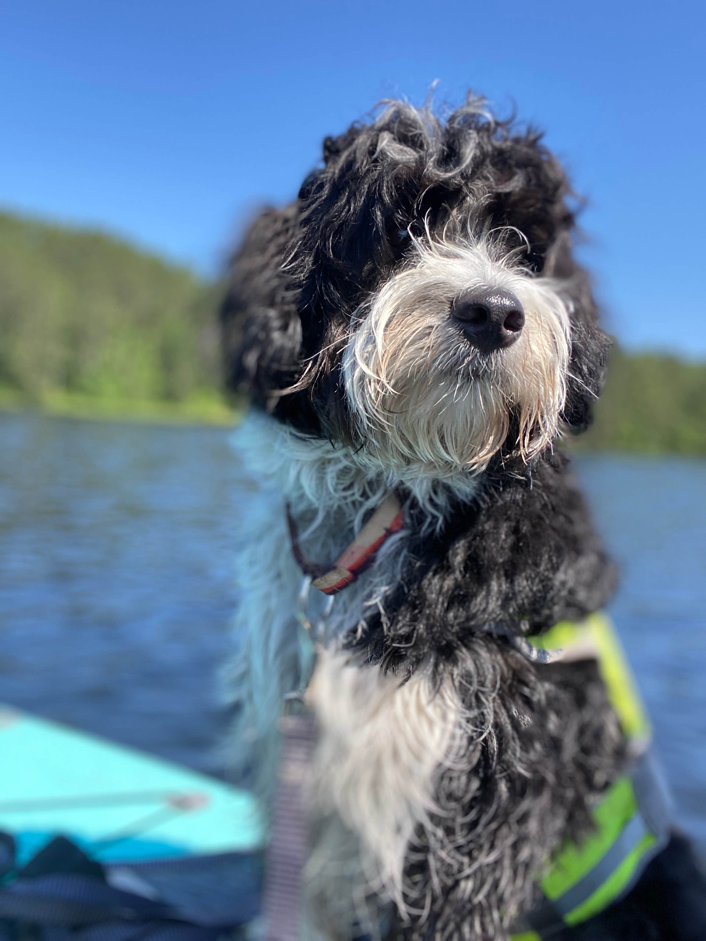 Jordan A.'s photo of camping with pets at Cunnard Lake — Northern Highland State Forest near Merrill, WI
