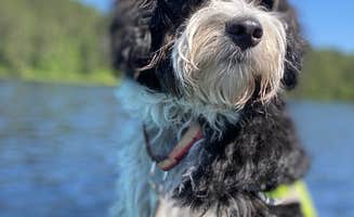 Jordan A.'s photo of camping with pets at Cunnard Lake — Northern Highland State Forest near Summit Lake, WI