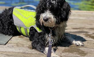 Jordan A.'s photo of camping with pets at Cunnard Lake — Northern Highland State Forest near Summit Lake, WI