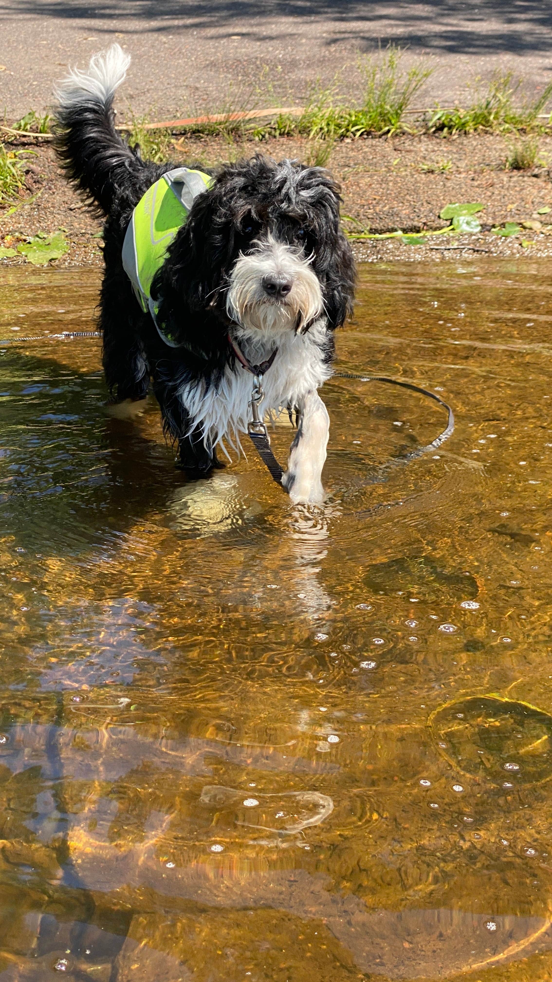 Jordan A.'s photo of camping with pets at Cunard Lake — Northern Highland - American Legion State Forest near Woodruff, WI