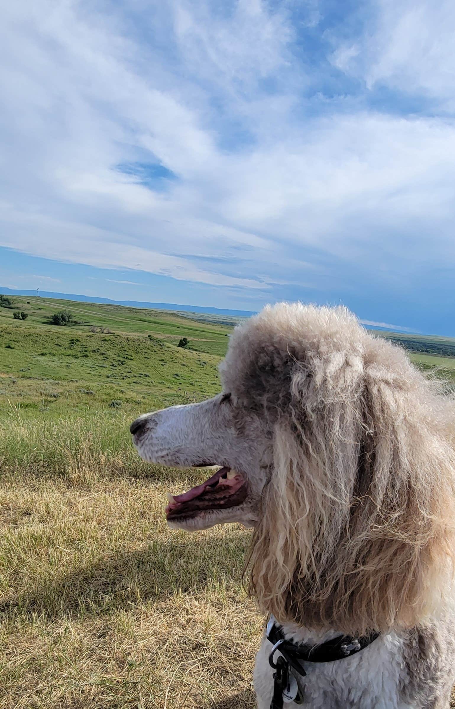 Angela M.'s photo of camping with pets at 7th Ranch RV Park near Colstrip, MT