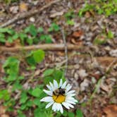 Review photo of Thousand Trails Lynchburg by Liz F., June 30, 2022