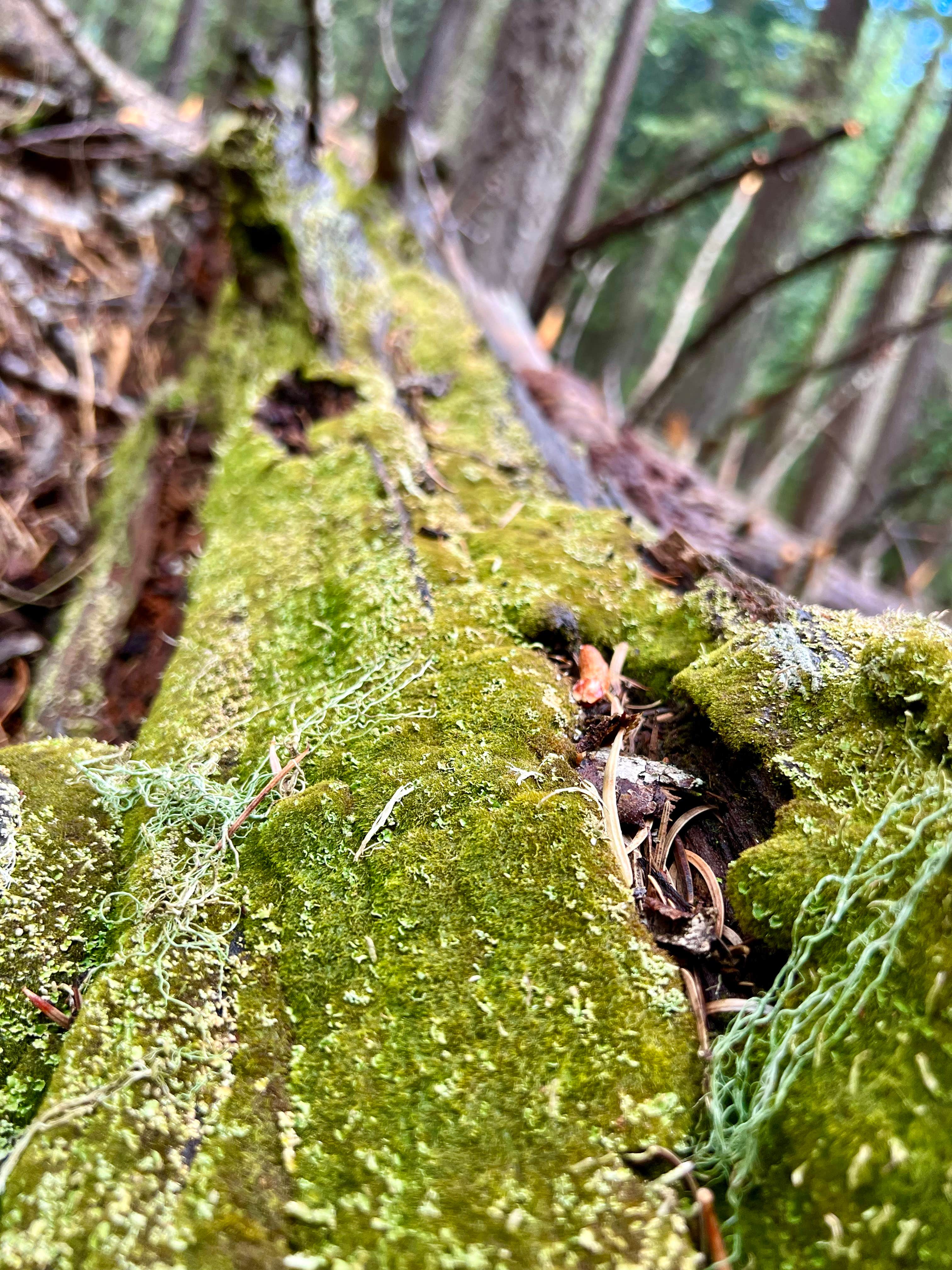 Bear Canyon Lake and Camping Area