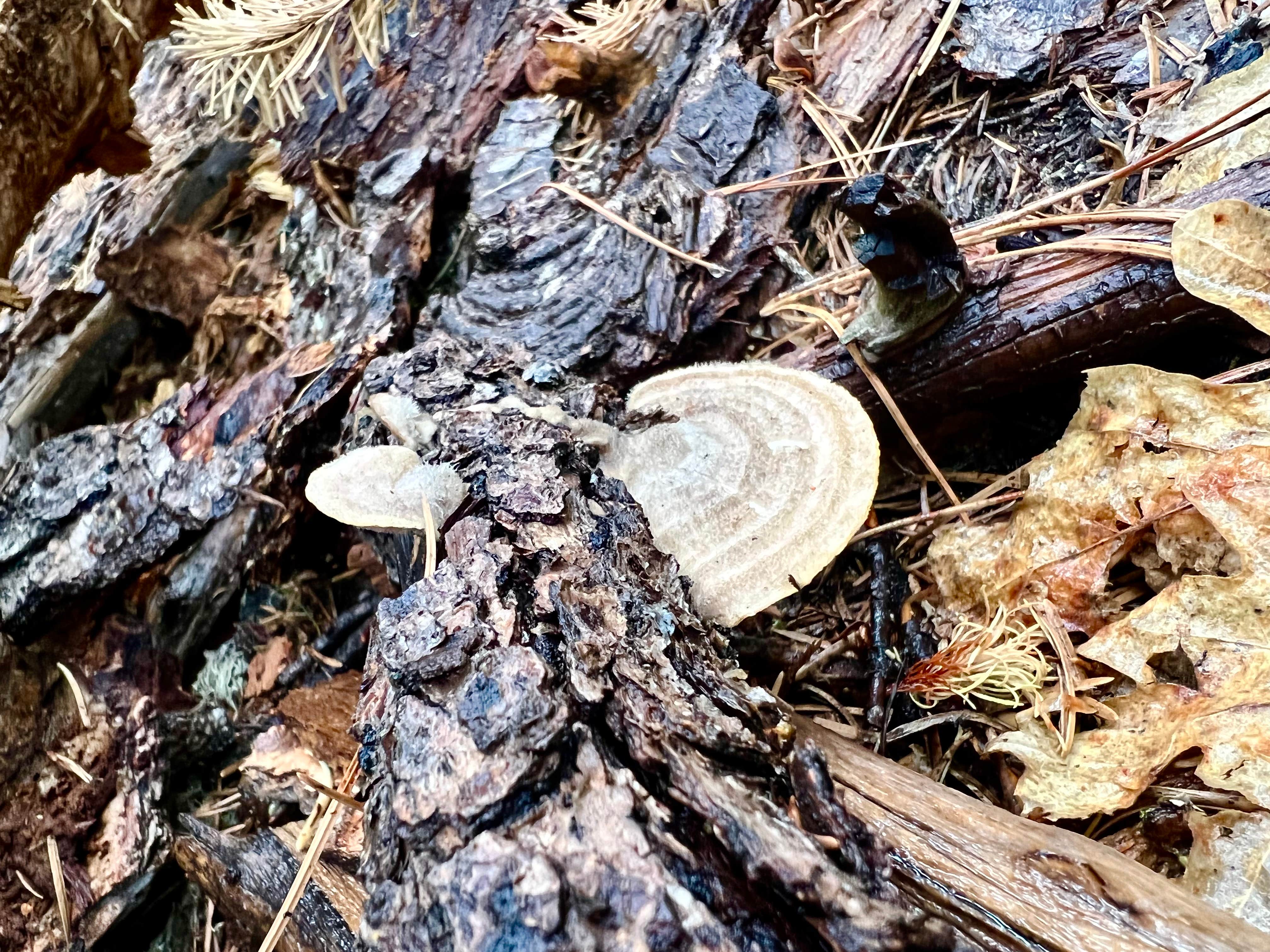 Camper-submitted photo at Bear Canyon Lake and Camping Area near Young, AZ