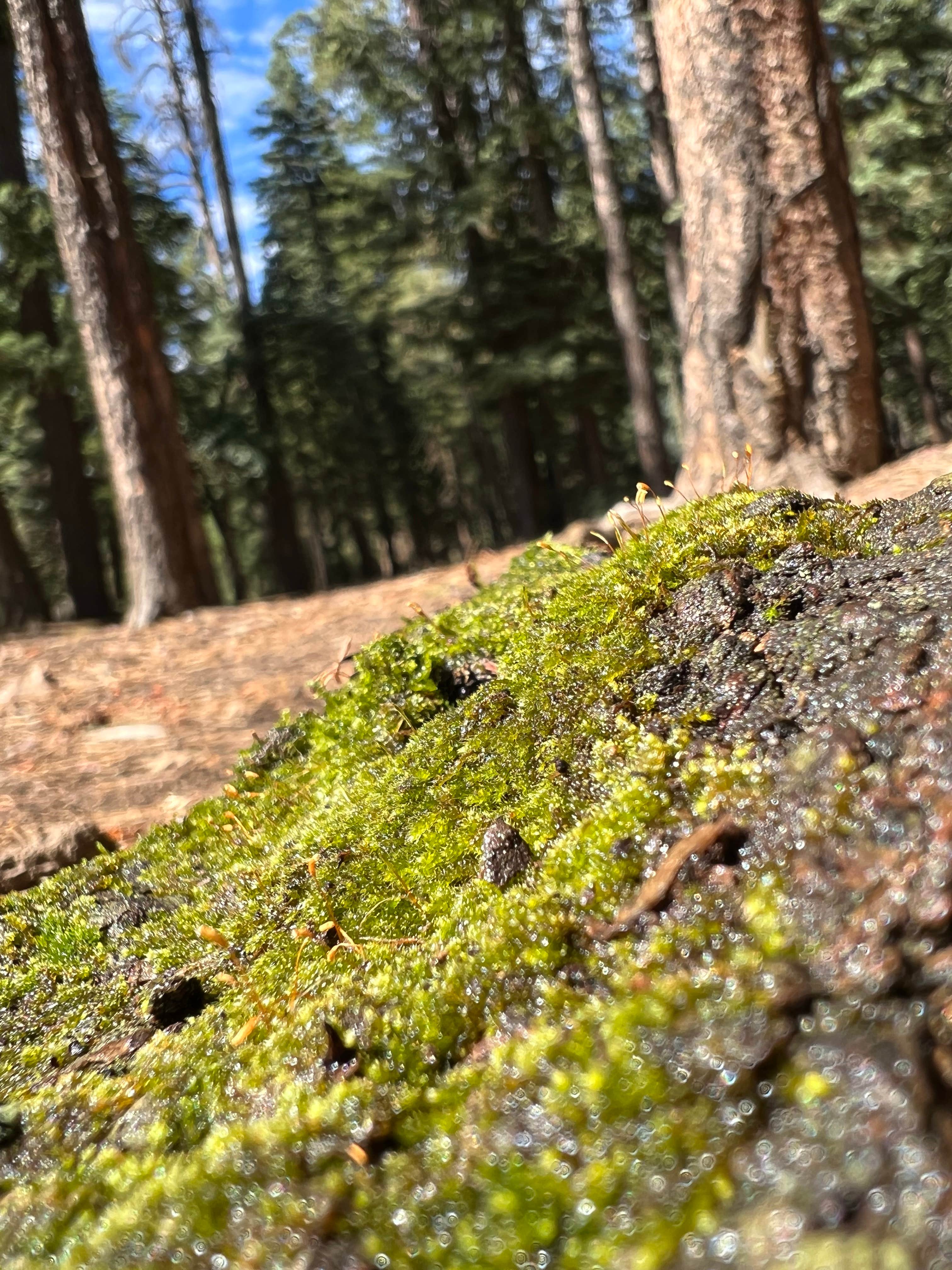 Camper-submitted photo at Bear Canyon Lake and Camping Area near Young, AZ