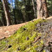 Review photo of Bear Canyon Lake and Camping Area by Levi M., June 30, 2022