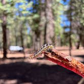 Review photo of Bear Canyon Lake and Camping Area by Levi M., June 30, 2022