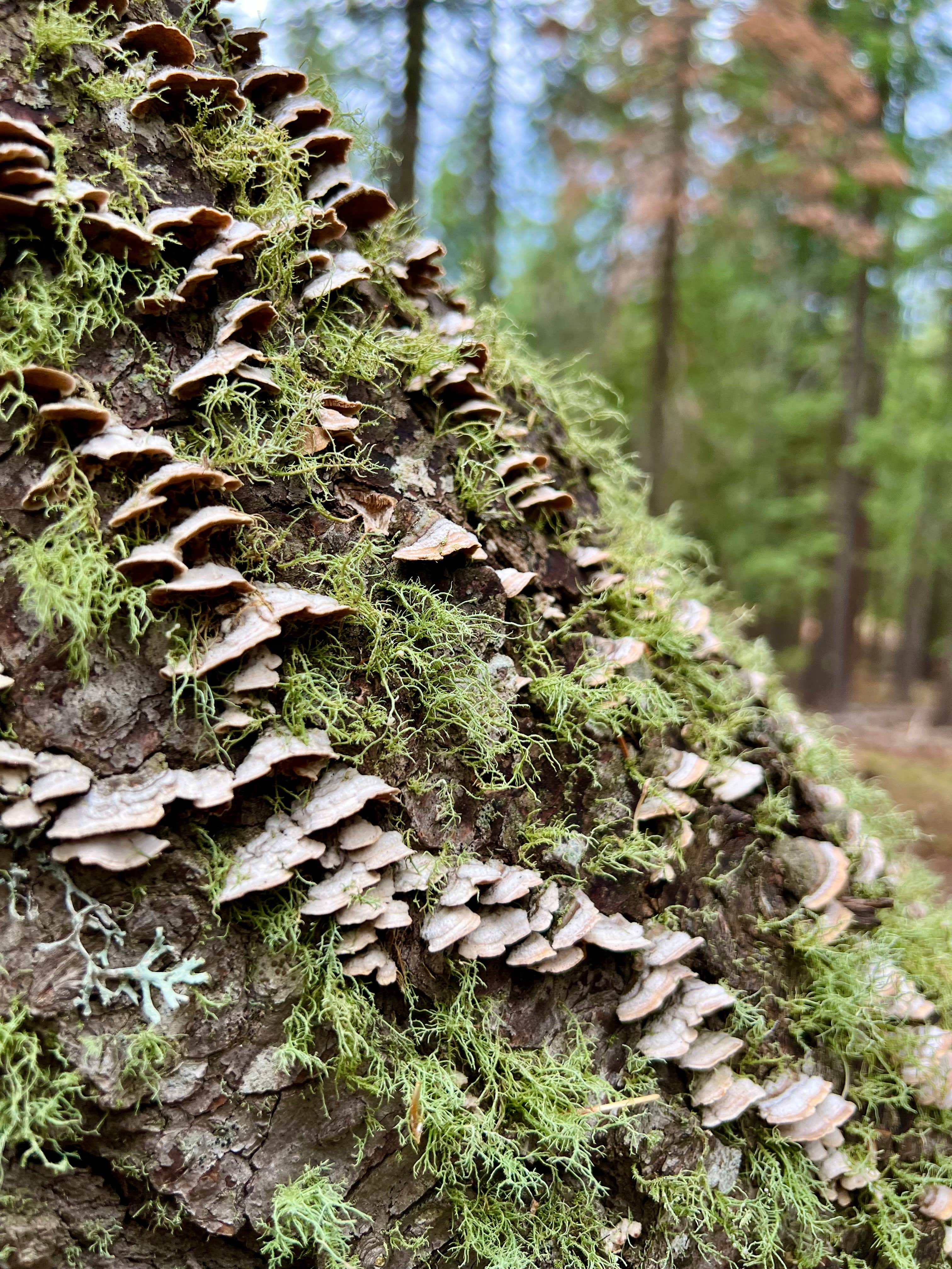 Camper-submitted photo at Bear Canyon Lake and Camping Area near Young, AZ