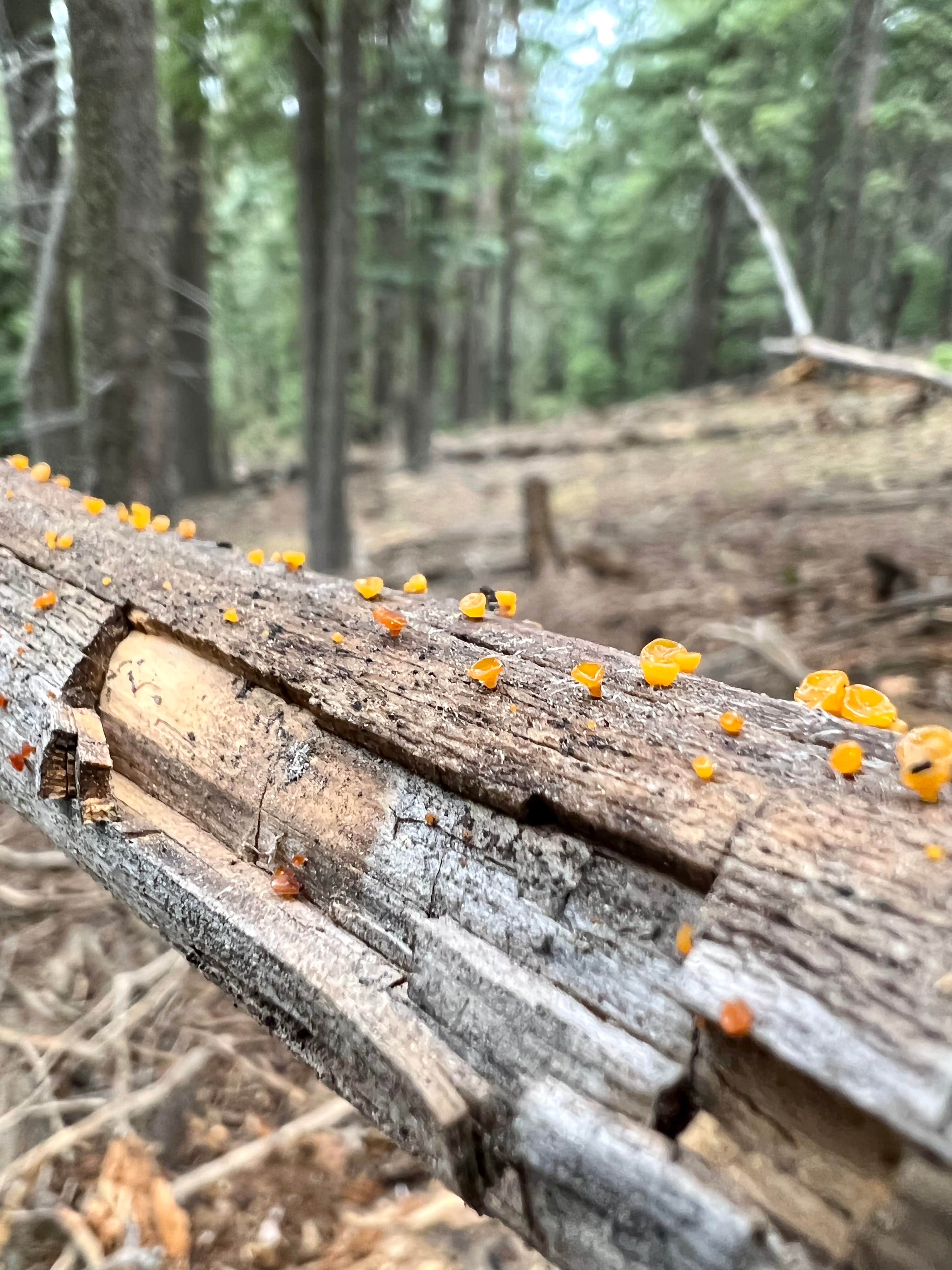 Camper-submitted photo at Bear Canyon Lake and Camping Area near Young, AZ