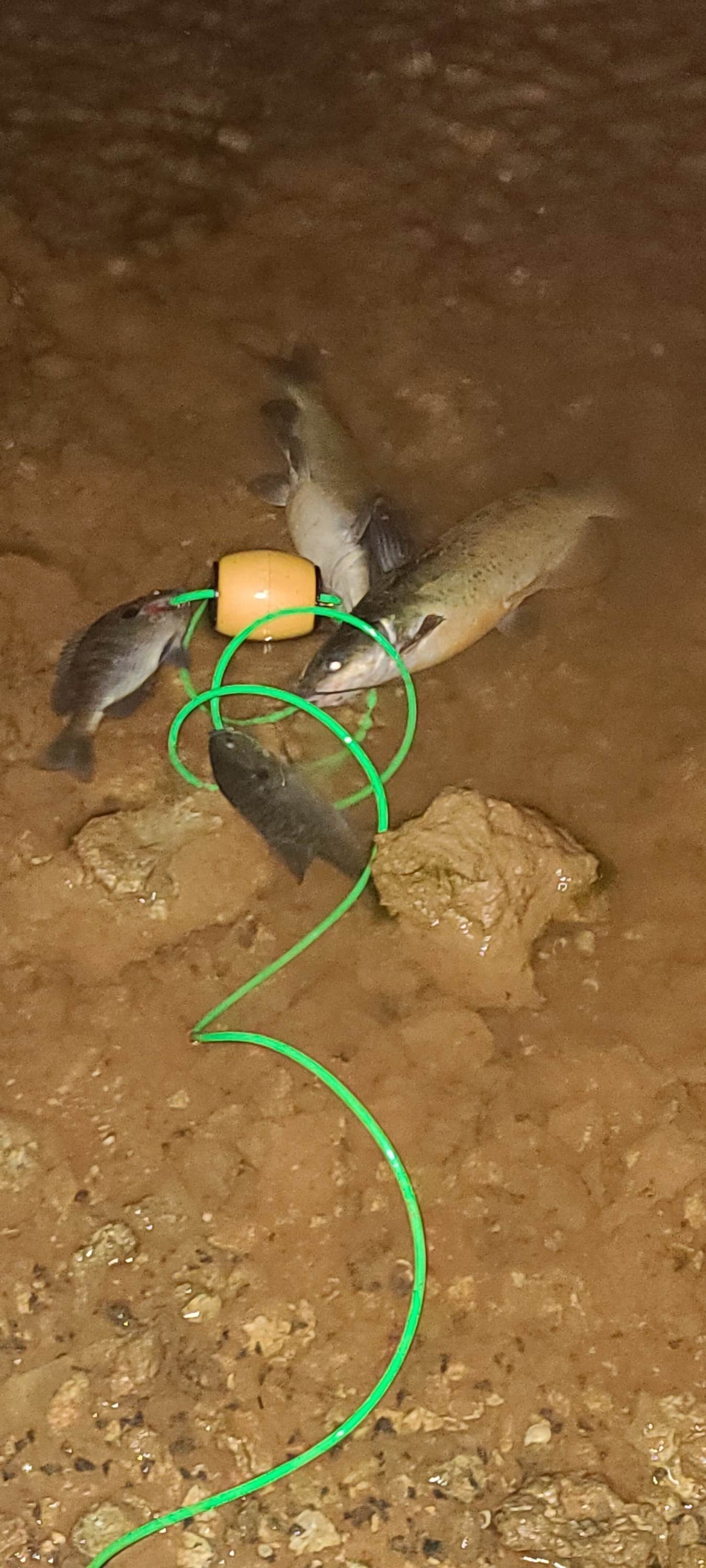 Camper-submitted photo at Anderson County Park near La Follette, TN