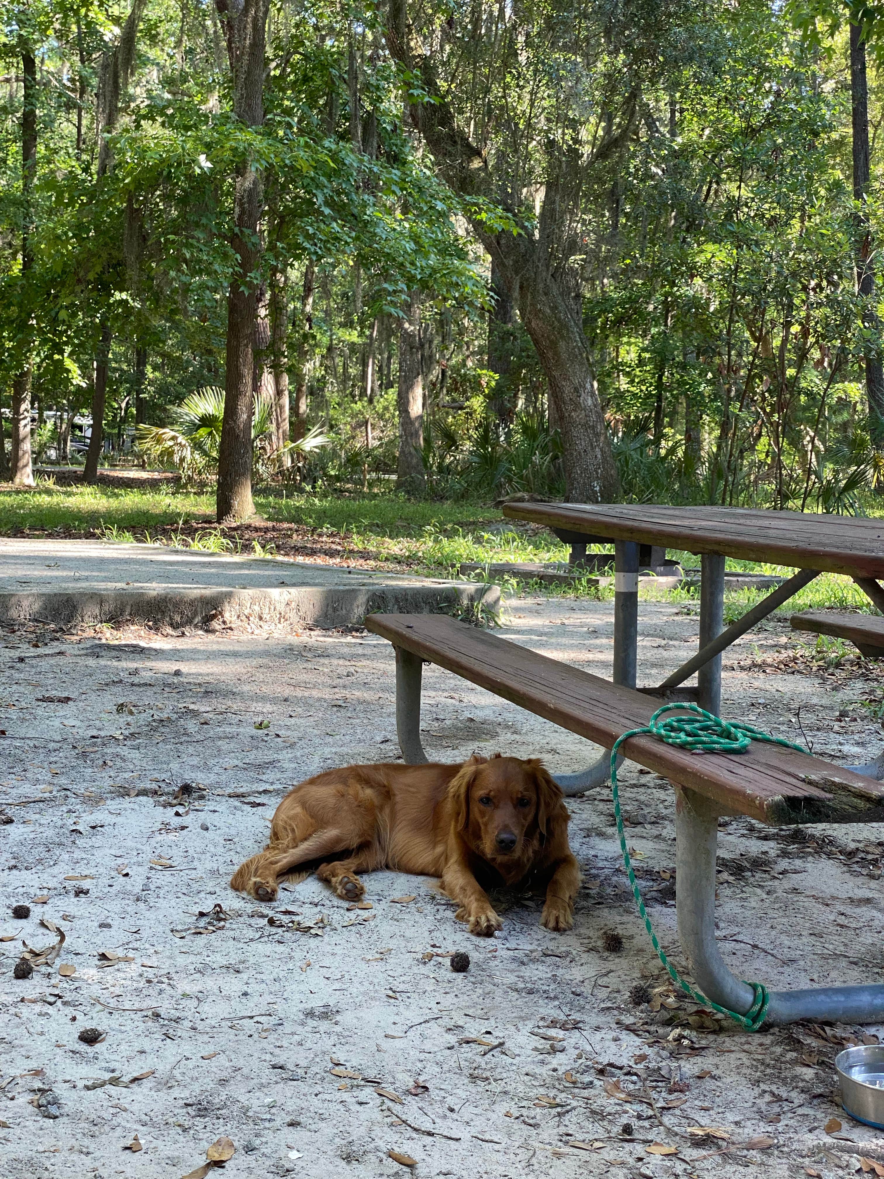 mary F.'s photo of camping with pets at Skidaway Island State Park Campground near Hinesville, GA