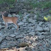 Review photo of Raccoon Ridge — Harry S Truman State Park by Darren , July 1, 2022