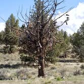 Review photo of Tumalo State Park Campground by Kelly N., July 17, 2018