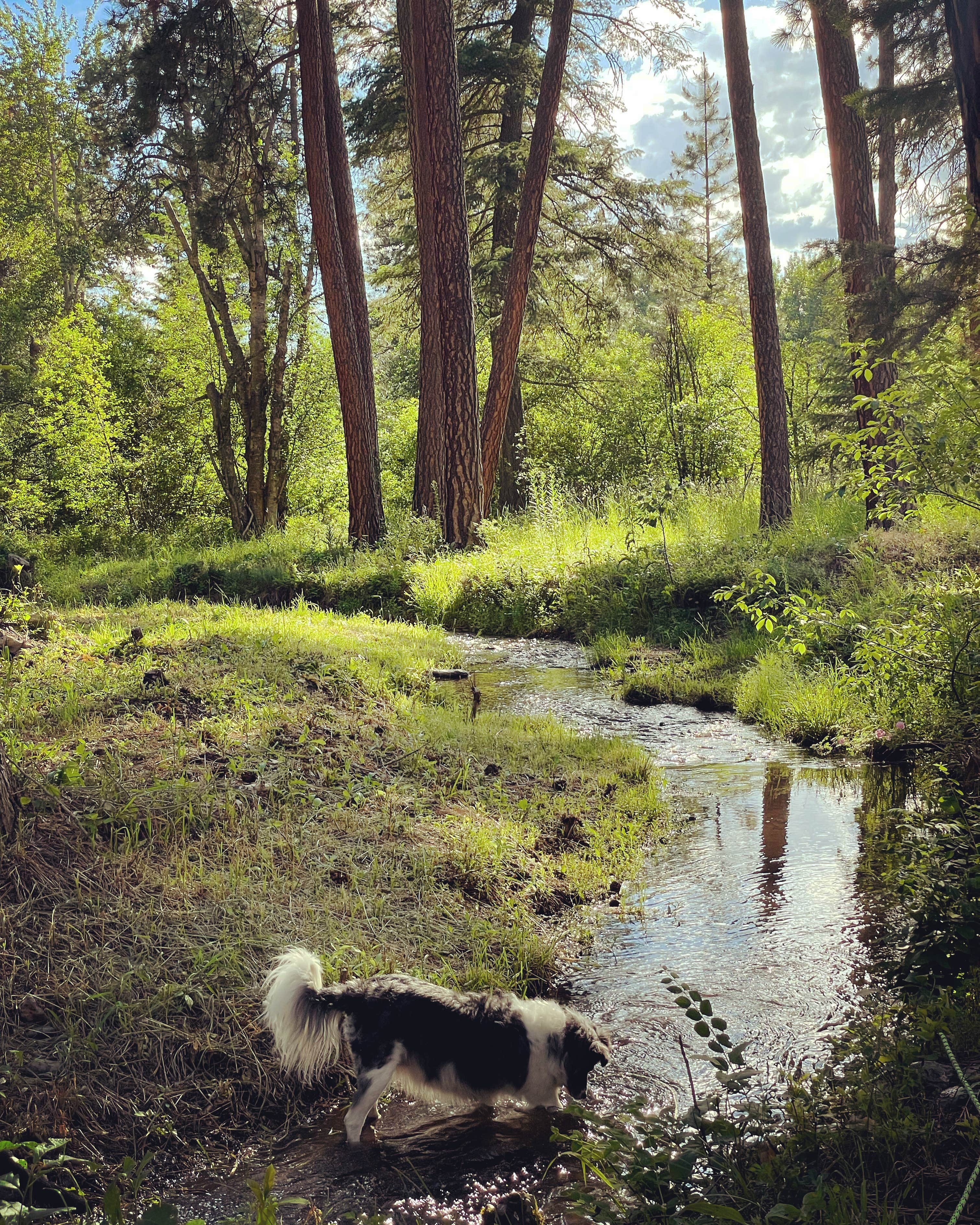 Camper-submitted photo at The Holmestead - Dry Cabin near Florence, MT