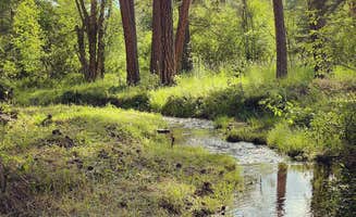 Carolyn H.'s photo of camping with pets at The Holmestead - Dry Cabin near Missoula, MT