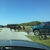 Review photo of Assateague Island National Seashore Campground by Amanda S., July 17, 2018