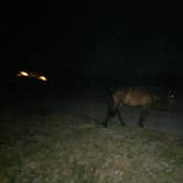 Review photo of Bayside Assateague Campground — Assateague Island National Seashore by Amanda S., July 17, 2018